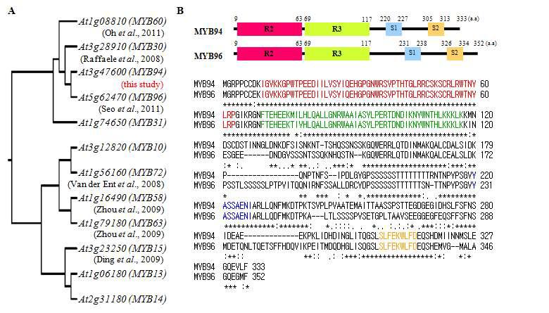 애기장대 R2R3 type의 MYB 전사조절인자들의 phylogenetic tree (A)와 MYB94와 MYB96의 도메인 구조 및 아미노산 서열 비교 (B)