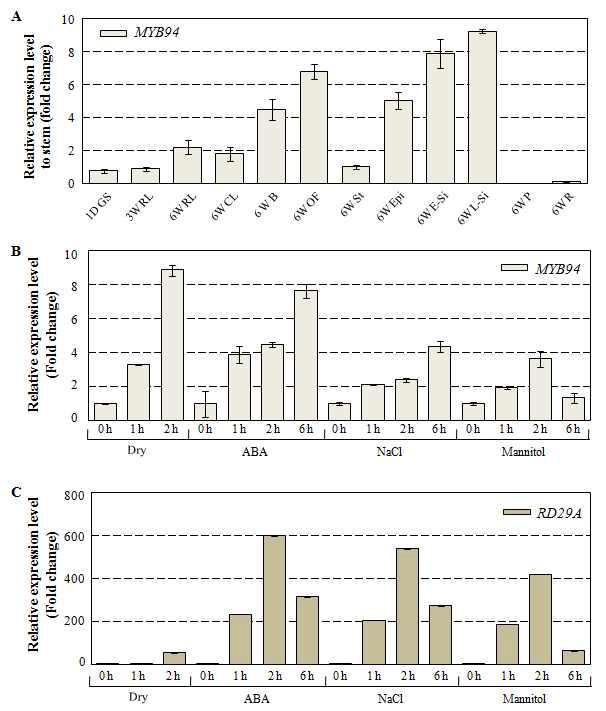 애기장대의 다양한 조직 부위별, 그리고 ABA 또는 가뭄, 고염과 같은 osmotic 스트레스 처리에 의한 MYB94의 발현 패턴 분석