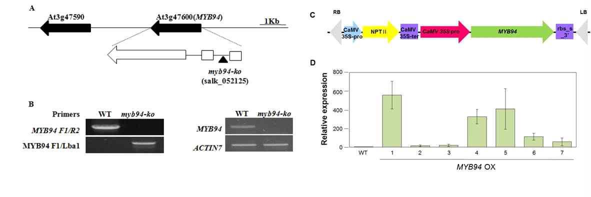myb94-ko 돌연변이체 확보 및 MYB94 OX 과다발현 식물체 제작