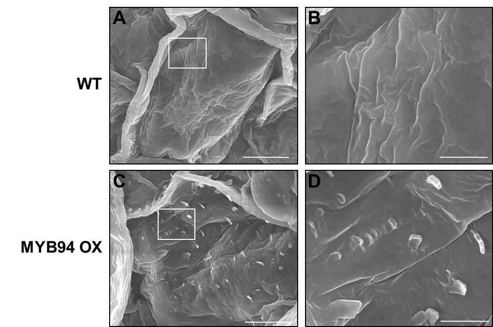 주사전자현미경을 사용한 epicuticular wax crystals의 관찰