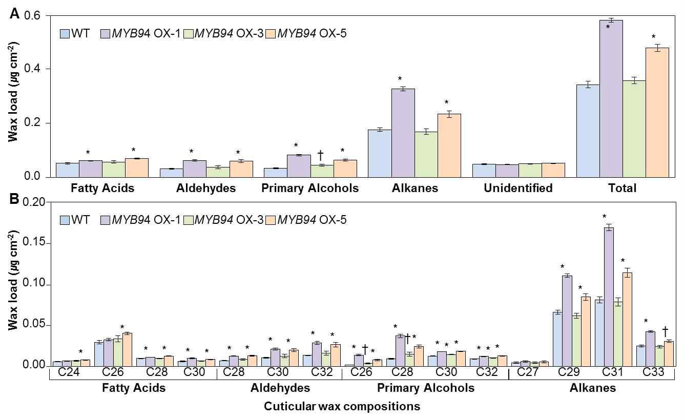 야생형 및 MYB94 OX 과다발현 식물체 잎에서 cuticular wax 성분 및 함량 분석