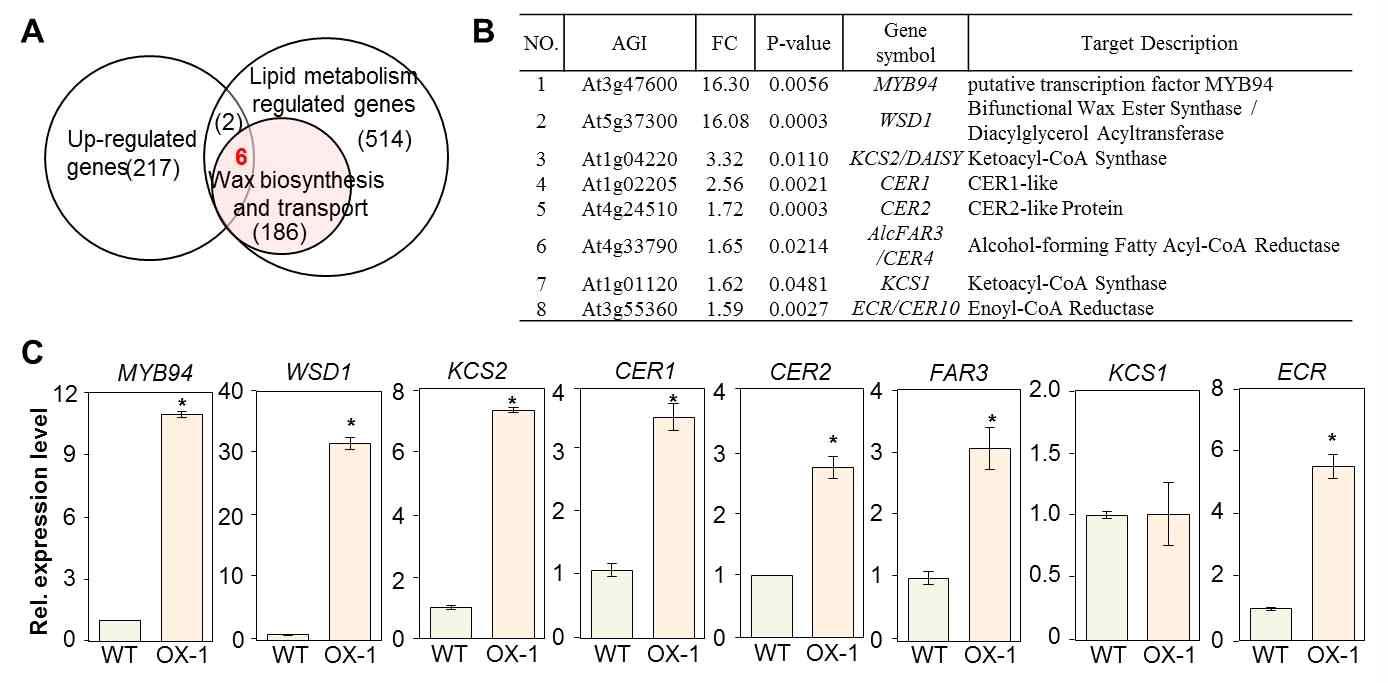 MYB94 과다발현 식물체에서 증가된 cuticular wax 생합성에 관련된 유전자. (A와 B) Microarray를 통해 확인된 MYB94 OX에서 증가된 유전자 정보. (C) Quantitative real time RT-PCR을 통한 microarray 결과 확인