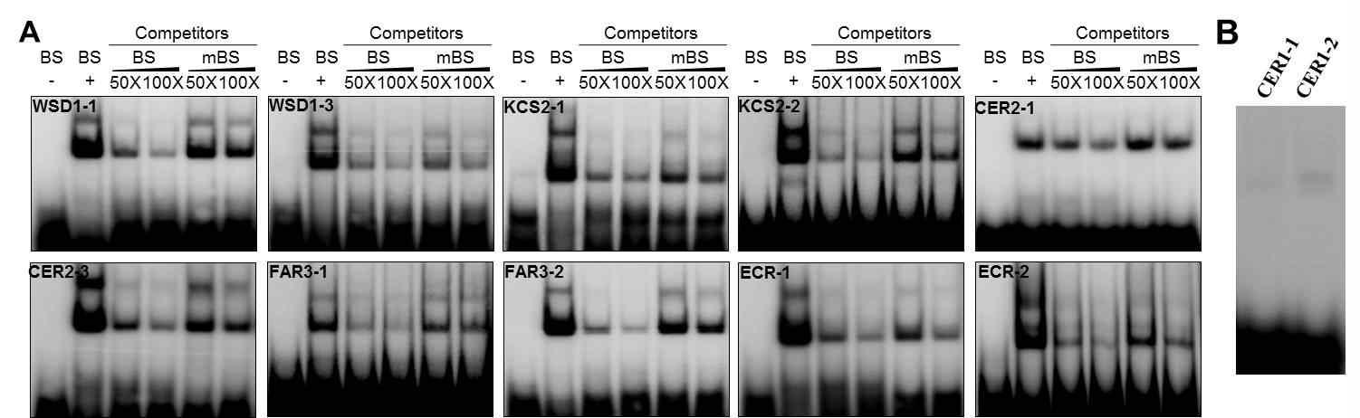 Electrophoretic Mobility Shift Assays (EMSA). (A) Cuticular wax 생합성에 관여하는 유전자들의 프로모터 부위에서 MYB binding consensus sequence (BS)와 mutated MYB-binding consensus sequence (mBS) 정보. (B and C) EMSA assays