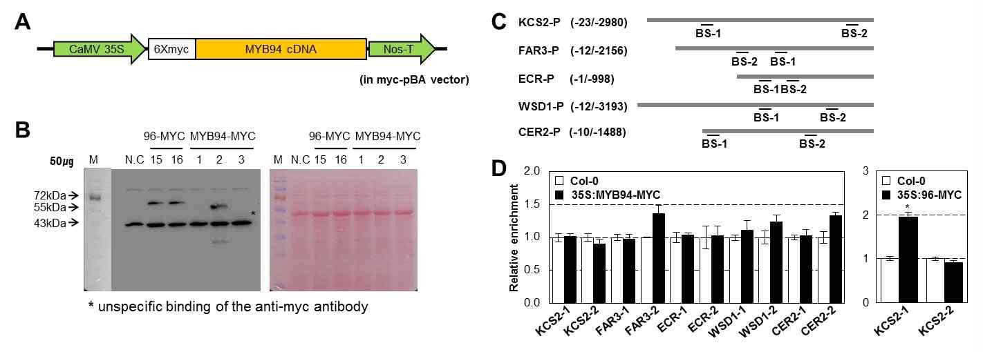 Chip assay를 수행하기 위해 사용한 벡터 구조 (A)와 myc antibody를 이용한 myc-MYB94가 과다발현되고 있는 형질전환체 선별 (B) 그리고 Chip assay에 사용한 cis-element 위치 (C) 및 qantitative real-time Chip-PCR 결과 (D)