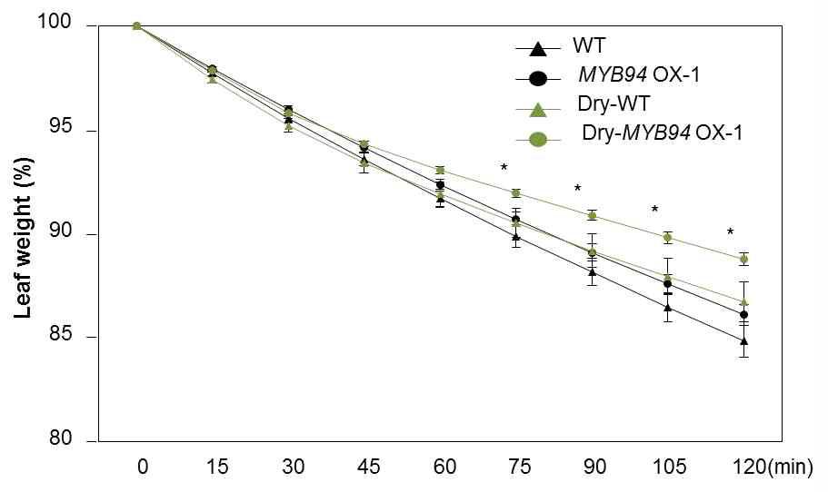 야생형과 MYB94 과다발현 식물체 잎에서 큐티클을 통한 증산율 조사
