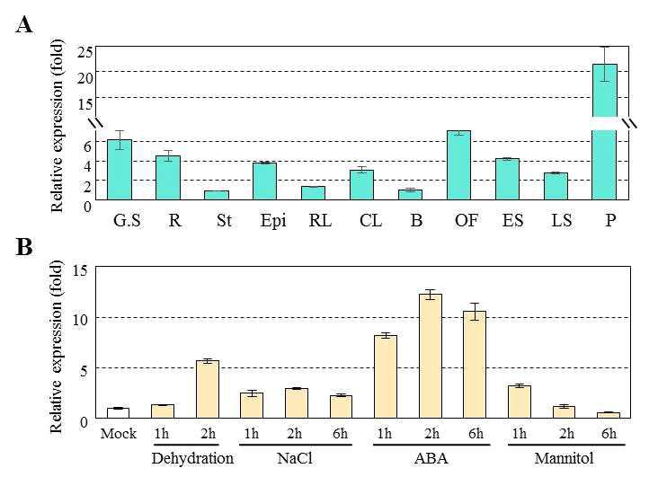 MYB74 유전자의 ABA, 가뭄스트레스, osmotic 스트레스 (Mannitol) 및 salt 스트레스 (NaCl) 처리에 의한 발현 패턴 분석 (A) 및 조직부위별 발현 양상 (B)