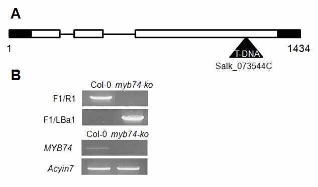 3번째 exon에 T-DNA가 삽입된 myb74-ko 돌연변이체 확보