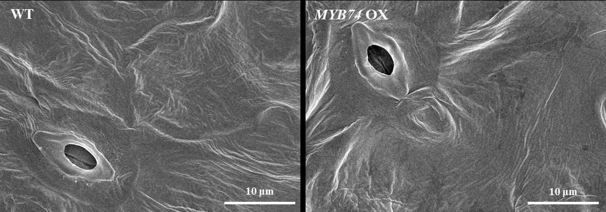 주사전자 현미경을 이용한 야생형과 MYB74가 과다발현되고 있는 형질전환체 잎에서 cuticular wax crystal 구조 관찰