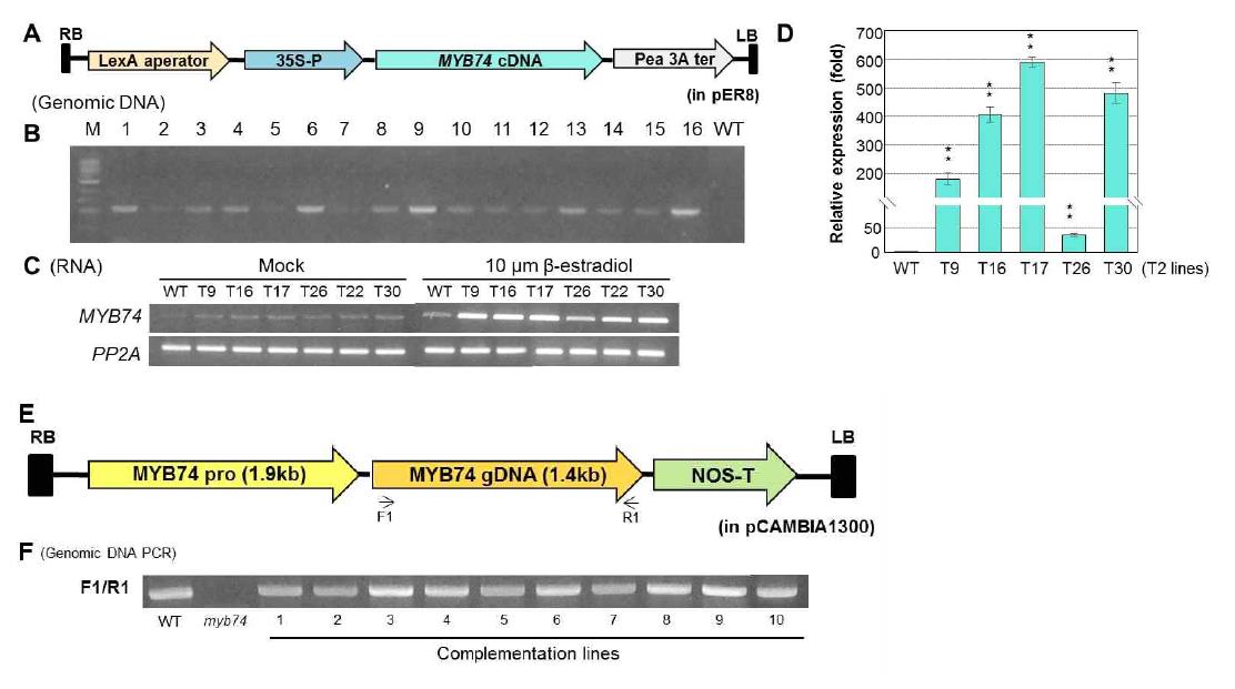 Inducible 프로모터 하에서 MYB74가 발현되는 형질전환 식물체를 제작 및 확보 (A-D) 그리고 myb74-ko에 MYB74가 발현되고 있는 complementation 식물체를 제작 및 확보 (E, F)