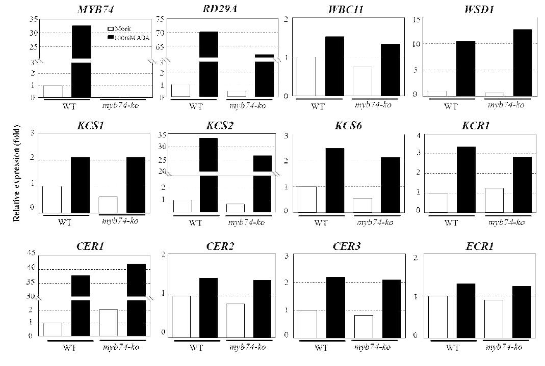 야생형과 myb74-ko 돌연변이체 유묘에서 ABA 처리에 의한 cuticular wax 생합성 관련 유전자들의 발현 양상 조사