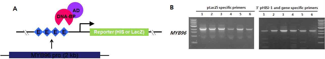Yeast one-hybrid screening을 위한 모식도(A) 및 추출한 yeast genomic DNA에서 PCR을 통해 확인한 MYB96:LacZ와 MYB96:HIS3가 yeast genome으로 삽입되어진 yeast cell line 확보(B)