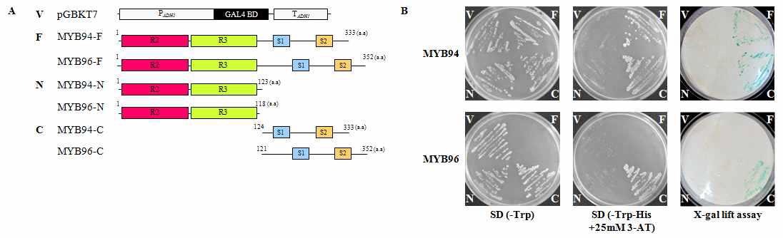 MYB94와 MYB96의 transactivation assays