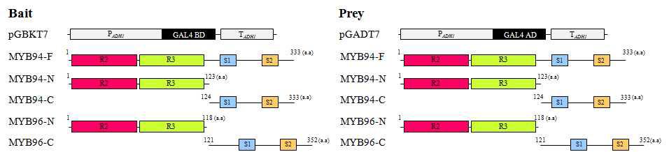 MYB94와 MYB96의 단백질 상호 작용을 위한 construct 제조