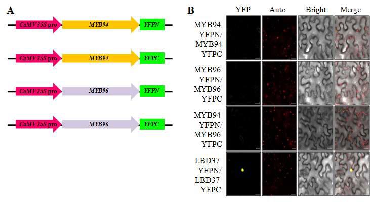 BiFC assay를 이용한 MYB94와 MYB96 단백질의 상호작용 조사