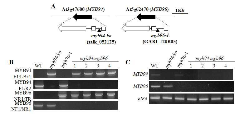 myb96 myb94 이중 돌연변체 확보