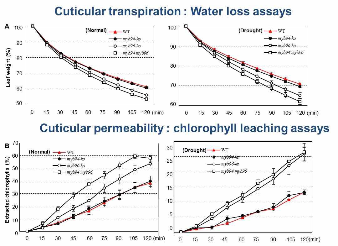 야생형, 단일 돌연변이체 및 이중 돌연변이 식물체를 이용한 정상 조건 및 가뭄 스트레스 조건에서 cuticular transpiration (A)과 chlorophyll leaching (B) 분석