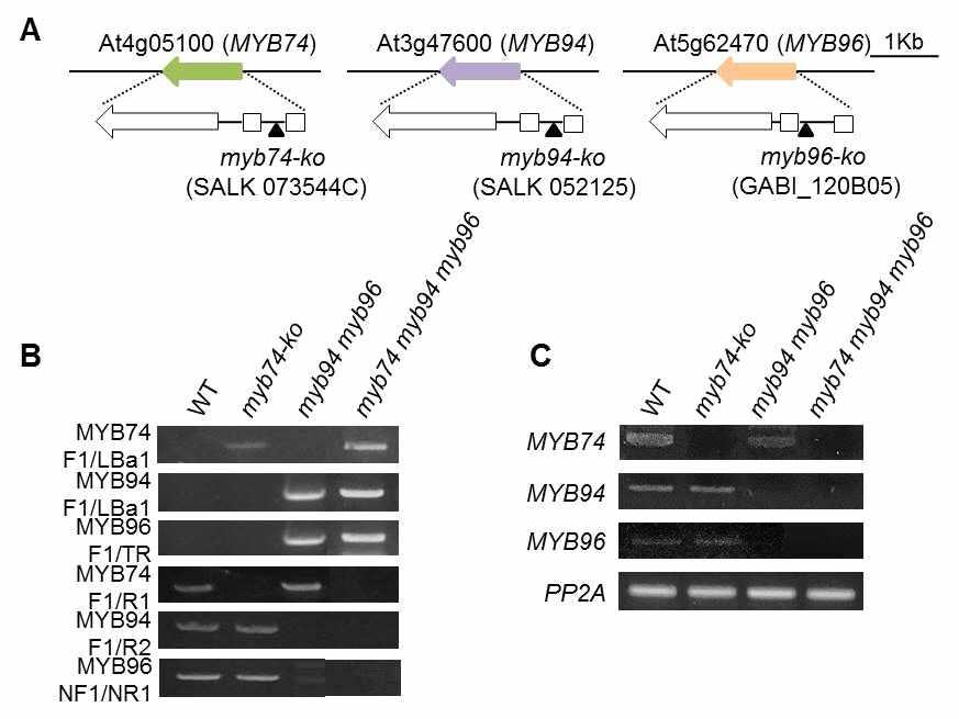 myb96 myb94 myb74 삼중돌연변이 식물체를 제작 및 확보