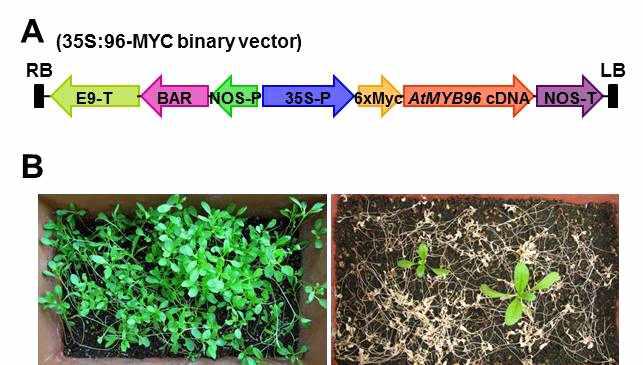 애기장대 MYB96 전사조절인자가 과다발현되고 있는 카멜리나 형질전환 식물체 제작에 사용된 벡터 construct 구조 (A)와 제초제 처리에 따른 제 1세대 형질전환 식물체 선별 (B)