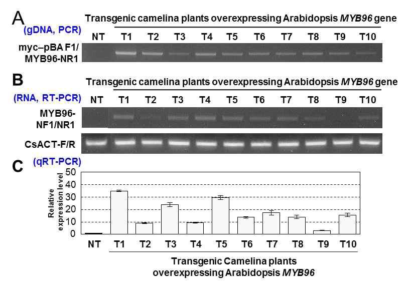 애기장대 MYB96 전사조절인자가 과다발현되고 있는 카멜리나 형질전환 식물체에서 genomic DNA PCR 분석을 통한 애기장대 MYB96 유전자의 도입 여부 확인 (A) 및 RT-PCR과 qRT-PCR 분석을 통한 애기장대 MYB96 유전자의 발현량 확인 (B, C)