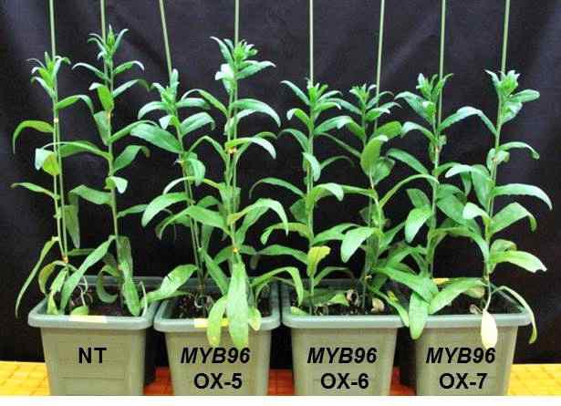 비형질전환 식물체와 애기장대 MYB96이 과다발현되고 있는 카멜리나 형질전환 식물체의 표현형 분석 (5주된 식물)