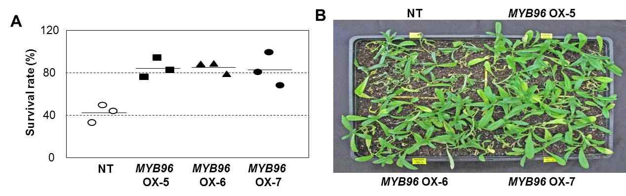 비형질전환 식물체와 애기장대 MYB96이 과다발현되고 있는 카멜리나 형질전환