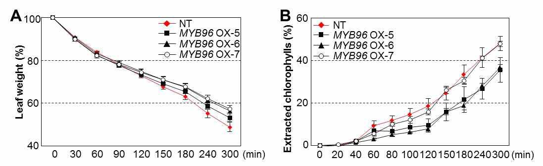 비형질전환 식물체와 애기장대 MYB96이 과다발현되고 있는 카멜리나 형질전환 식물체 잎에서 큐티클 투과성 조사. (A) 큐티클을 통한 증산 효율 분석 (B) 클로로필 침출율 분석