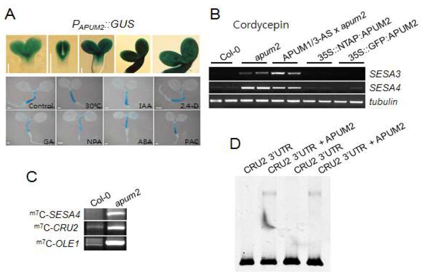 Hypothesis demonstrating that APUM2 degrades the RNAs for seed storage proteins during early germination stage via decapping.