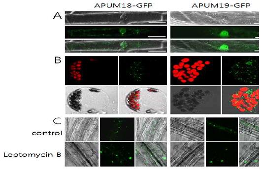 Cellular localization of APUM18-GFP and APM19-GFP.