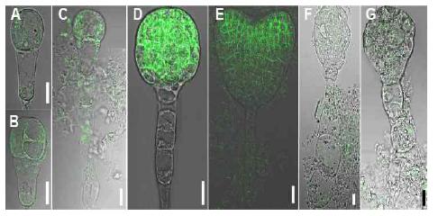 proPIN1:PIN1-GFP Expression in apum24-1 -/- Embryos.