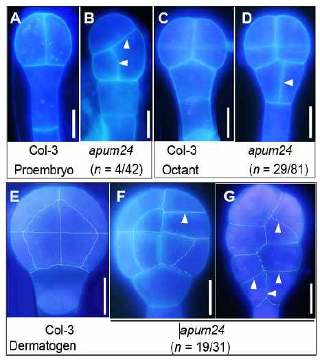 APUM24 Mutation Affects Embryo Division, Growth and Pattern Formation.