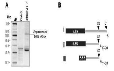 Accumulation of Unprocessed 5.8S rRNA in apum24 -/- Homozygous Embryo Callus.