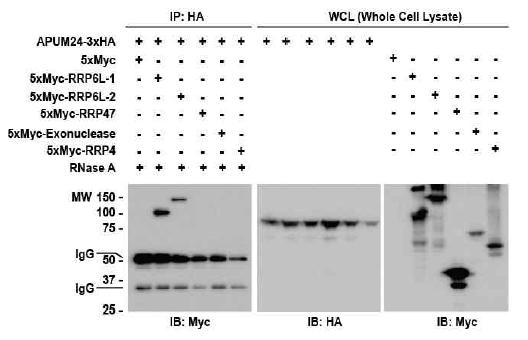 Interaction of APUM24 with nuclear exosome catalytic subunit RRP6.