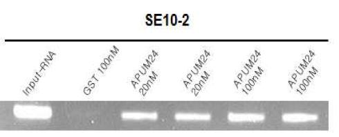 Verification of RNAs obtained from SELEX purification.