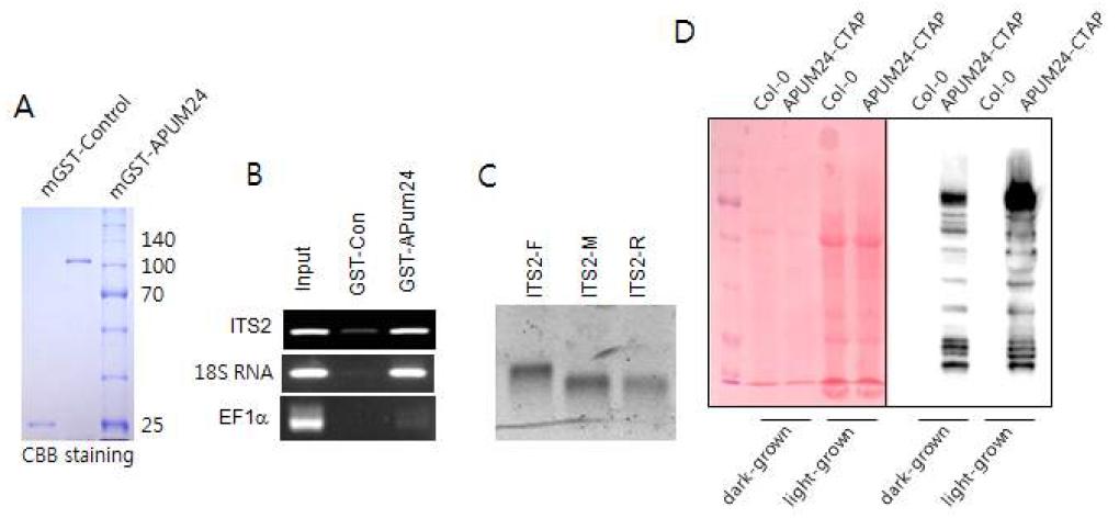 RNA immunoprecipitation against APUM24 tagged proteins.