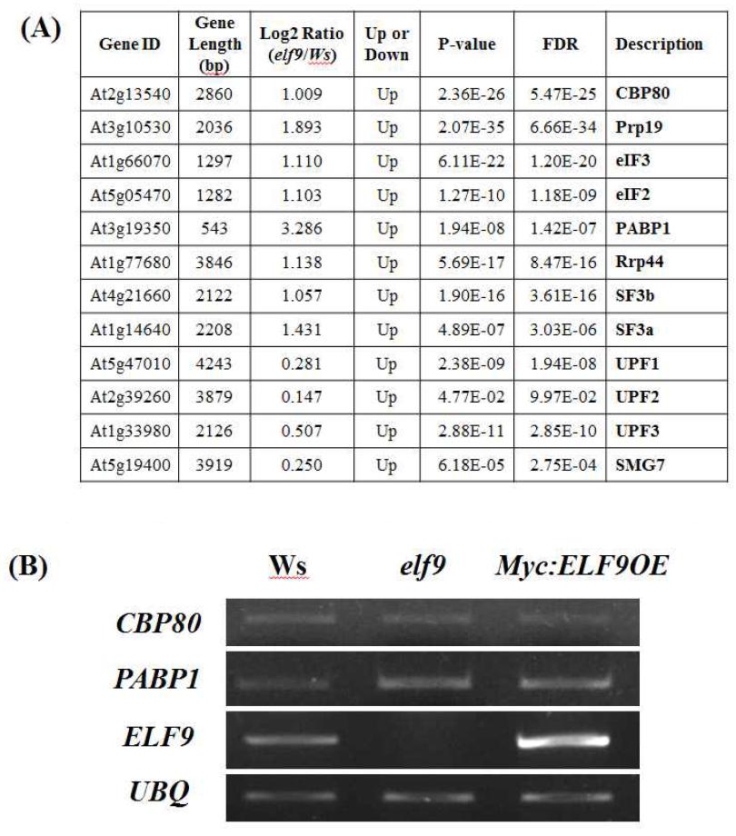 Expression analysis of mRNA surveillance, splicing, or NMD-related genes among wild type, elf9 mutant, and ELF9 overexpressor plants.