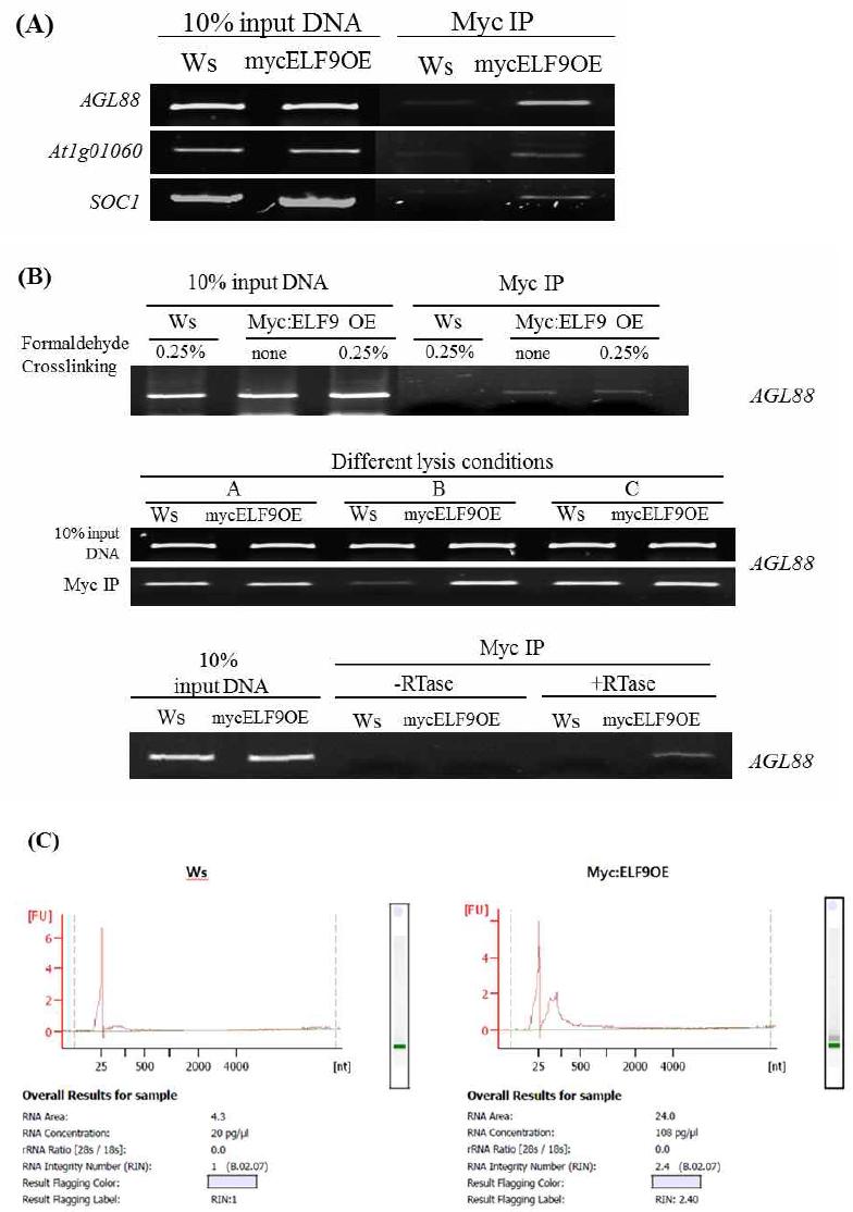 IP-RT-PCR of ELF9 target transcripts from Ws and MycELF9OE.