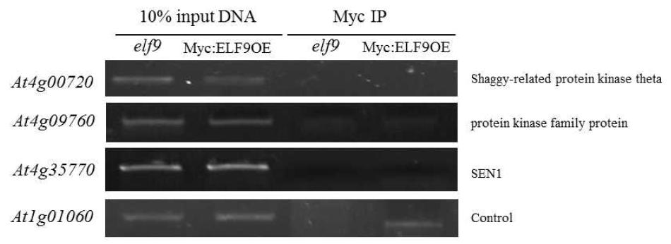 IP-RT-PCR analyses of putative ELF9 target transcripts using elf9 and MycELF9OE.