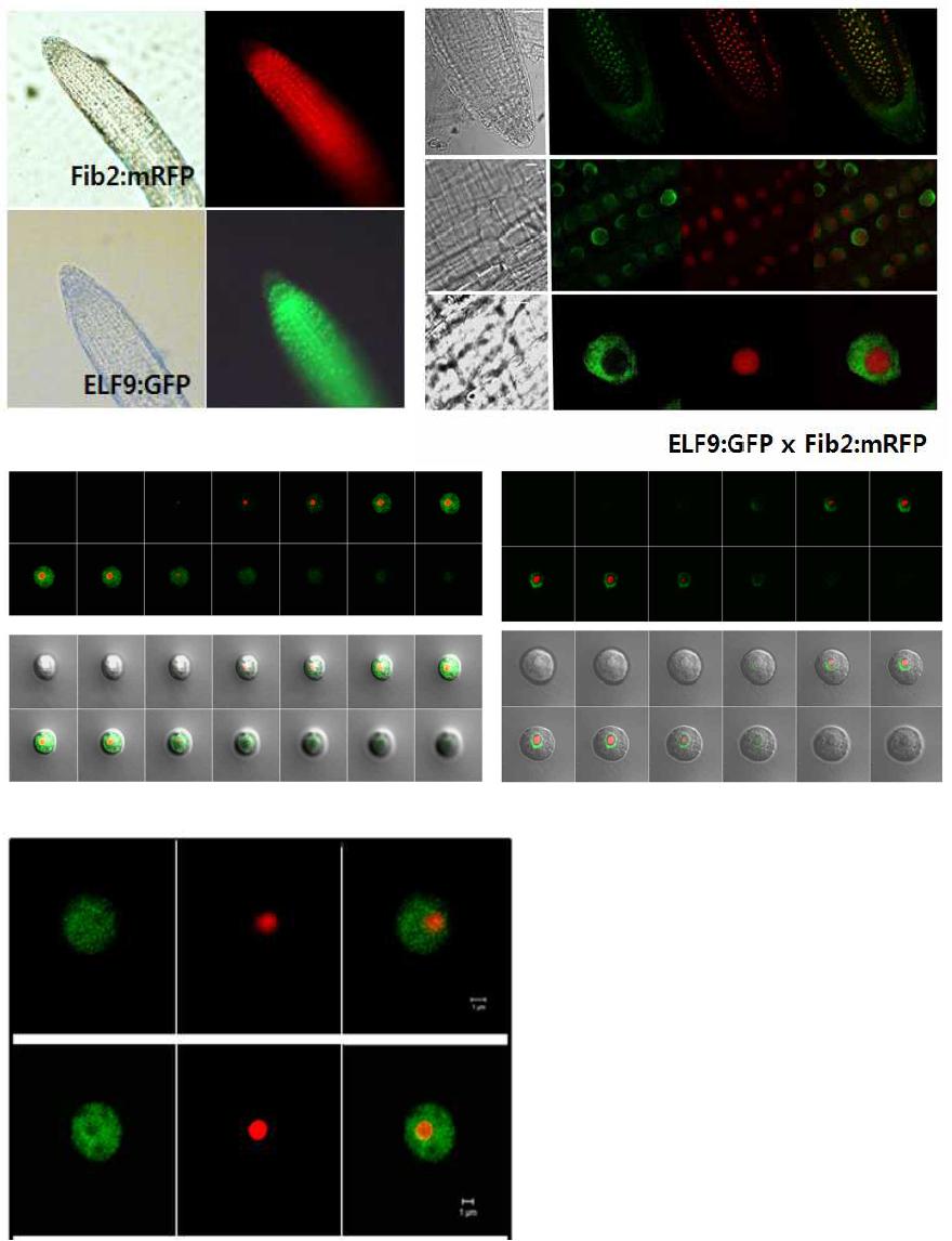 Subnuclear localization of ELF9. Fluorescence images of ELF9:GFP and Fib2:mRFP obtained using either florescence microscope (top panel) or confocal microscope (middle and bottom panels).