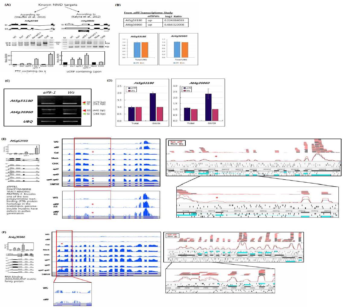 Expression analysis of NMD-target splicing variants in Ws and elf9.