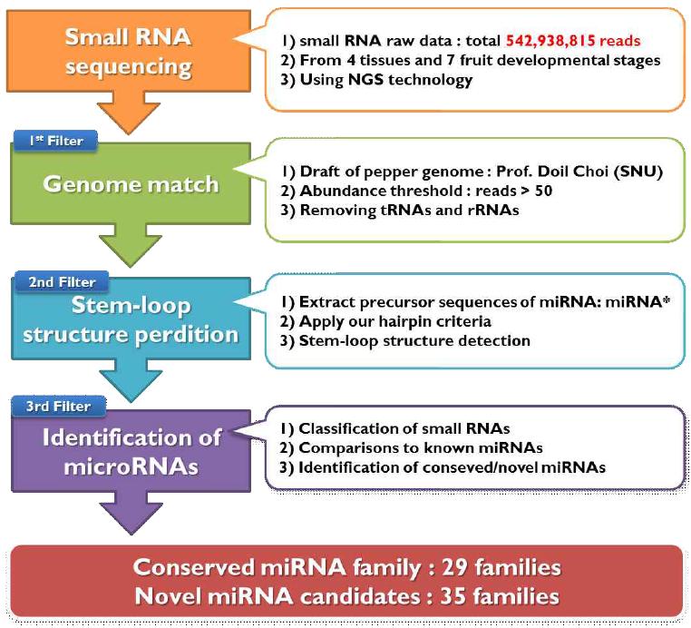 고추 microRNA 발굴 pipeline