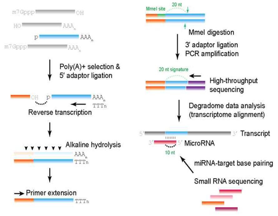 Degradome sequencing을 통한 microRNA 표적 대량 발굴