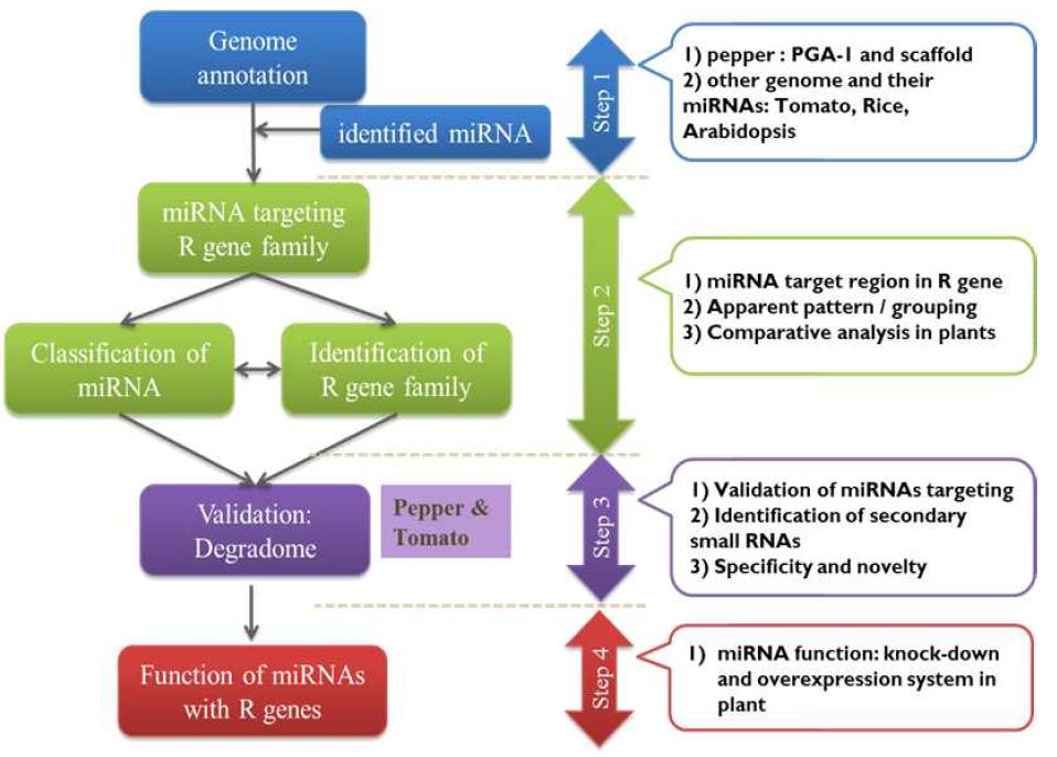 병 저항성 관련 microRNA의 병 저항성 기작 관련 기능 분석 모식도