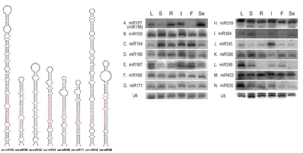 고추 microRNA의 이차 구조 예측 및 northern blotting을 통한 발현 확인