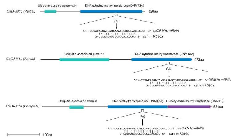 고추 microRNA의 새로운 표적 유전자 규명