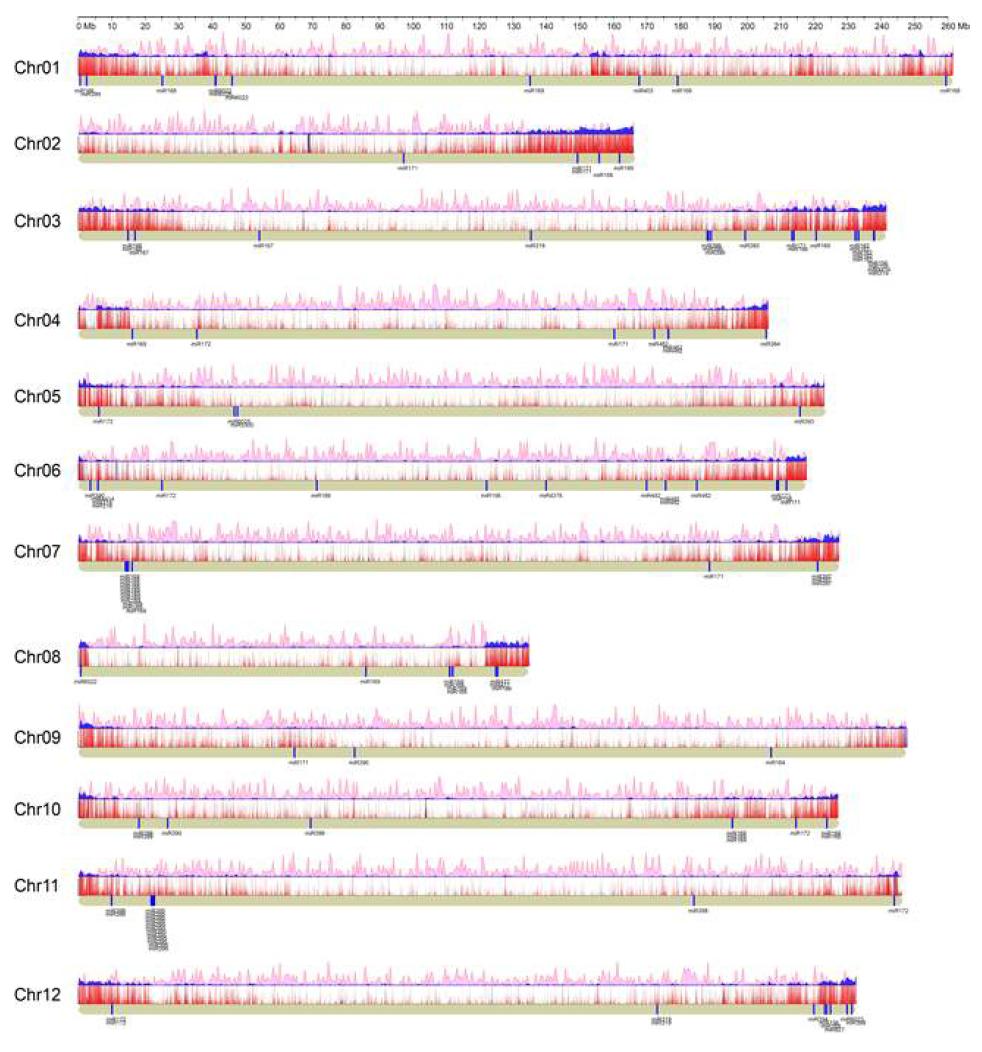 고추 염색체 12개 chromosome 상에서의 small RNA 분포도.