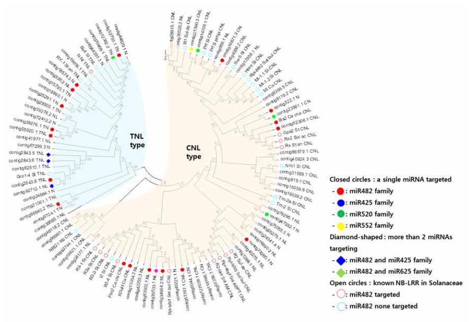 NB-LRR phylogenetic tree와 microRNA targeting pairs
