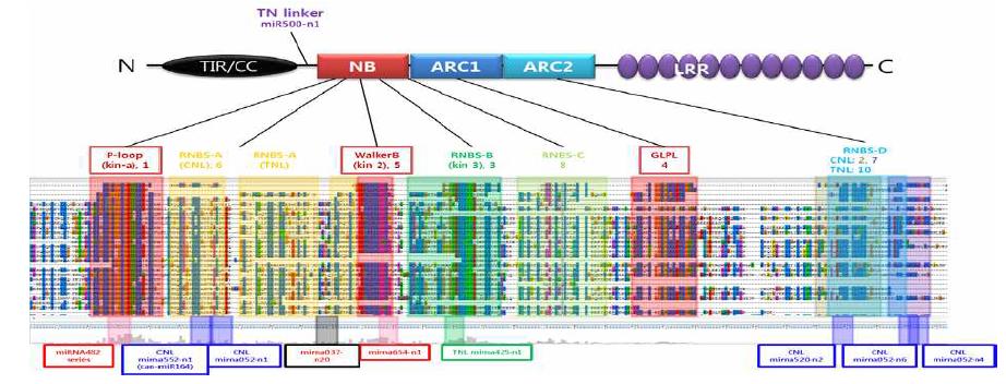 NB-LRR의 구조와 microRNA 예측된 타겟팅 위치