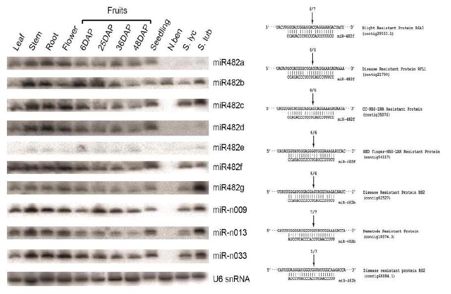 (좌) Northern blotting을 통한 병저항성 miRNA의 고추 조직별 발현 및 가지과 내의 보존 관계 확인.