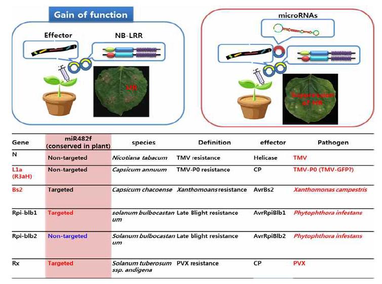 MicroRNA 과발현을 통한 가지과 병 저항성 유전자 기능 저해 검증