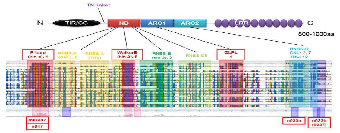 고추 NB-LRR을 타겟팅하는 microRNA의 domain 별 분포도